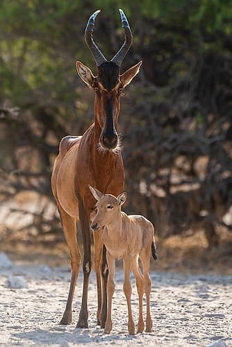 A red hartebeest-Alcelaphus buselaphus-at waterhole with its calf Kalahari-Botswana Art Print
